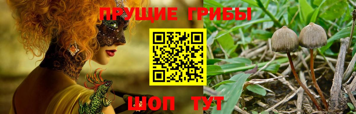 Гагарин  Псилоцибиновые грибы MAGIC MUSHROOMS  Вход с VPN 